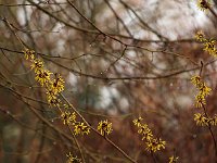 Hamamelis Wisley Supreme 2016 01 23 9051